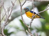 Chlorophonia elegantissima